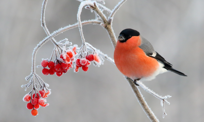 Tiere im Winter © YaD/Adobe Stock